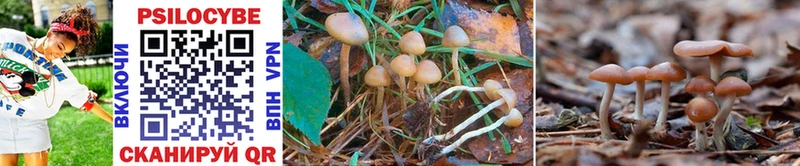 Галлюциногенные грибы GOLDEN TEACHER  закладка  МЕГА маркетплейс  Котельнич 